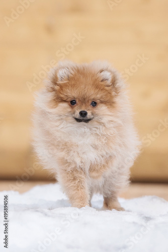 Adorable little pomeranian spitz puppy in winter