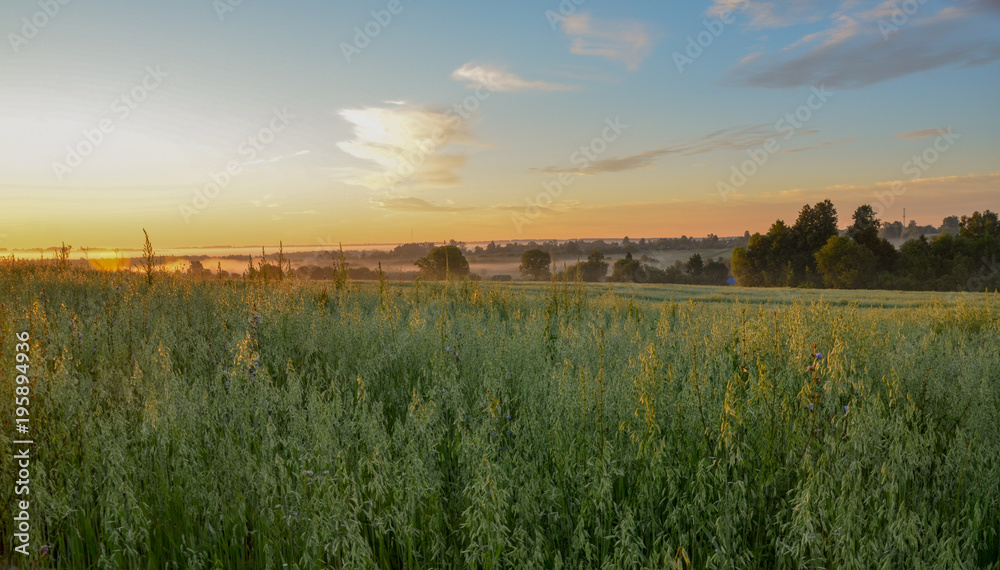 oat field in countryside at sunrise Kaluga region, Russia