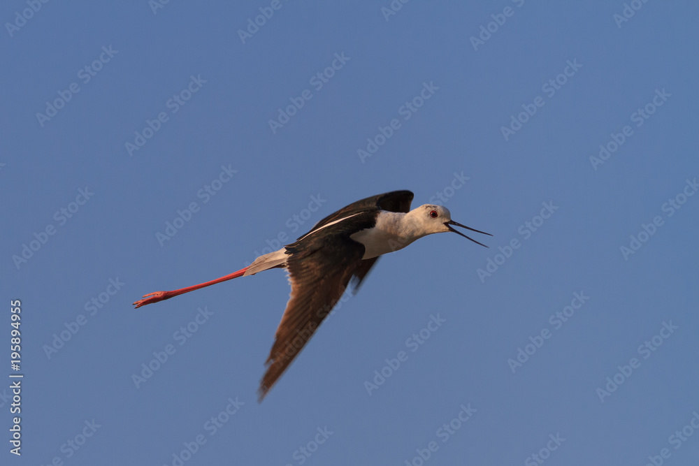 Obraz premium black winged stilt