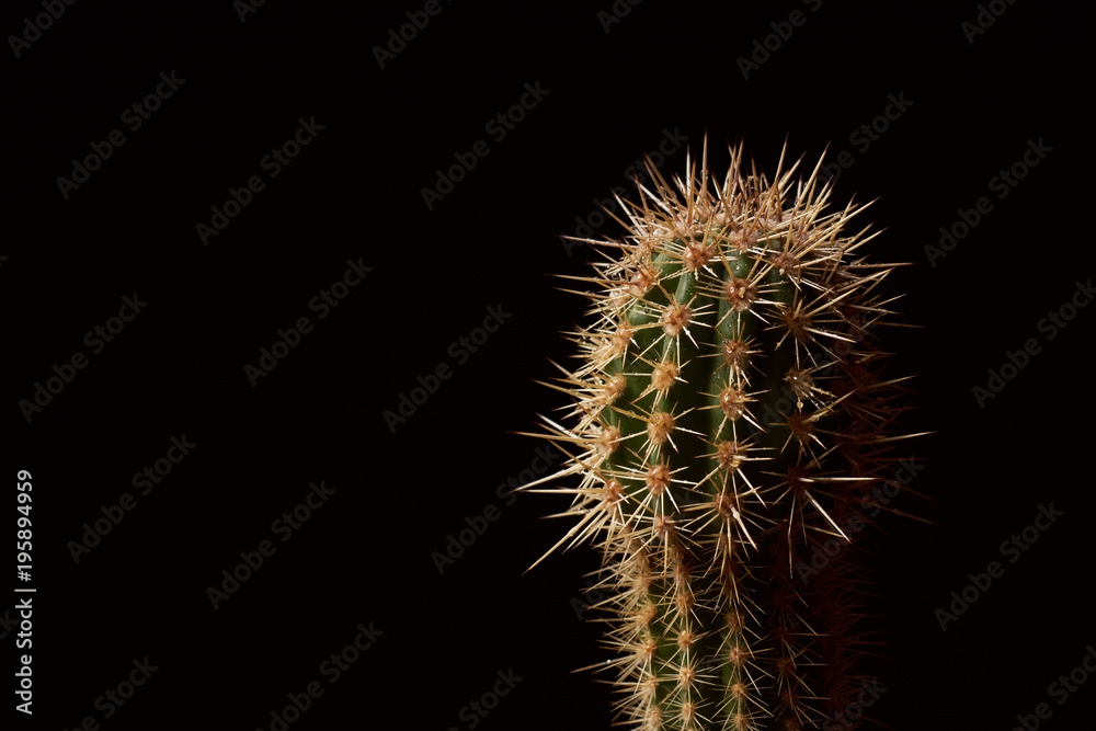 Cactus with water drops on black background Cactus with water drops on black background