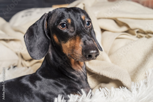 portrait of dog breed of dachshund, black and tan, in bed getting ready for sleep