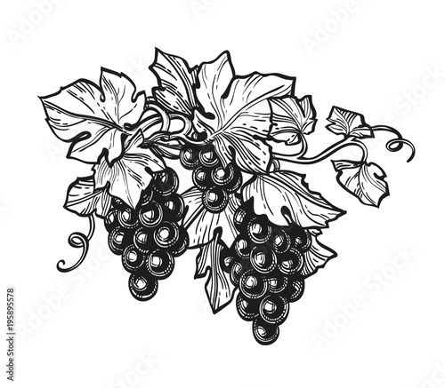 Ink sketch of grapes.