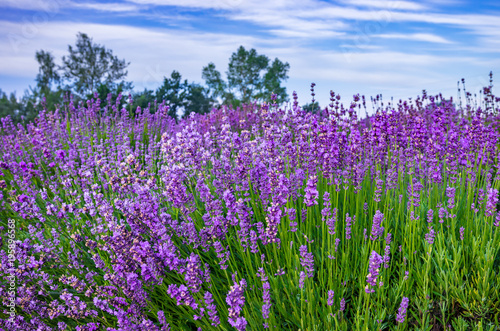 Blooming lavender fields in Little Poland © tomeyk