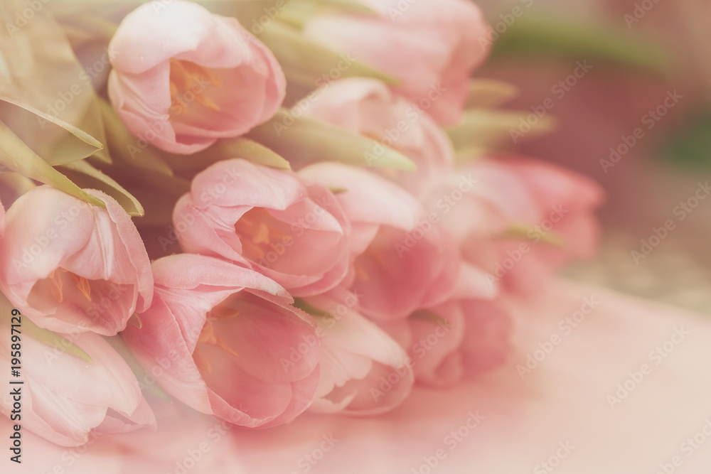 Tender soft background of pink tulips with dew. Spring flowers, abstract romantic pastel floral background