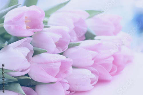 Soft tender background of pink tulips with dew. Spring flowers, abstract romantic pastel floral background