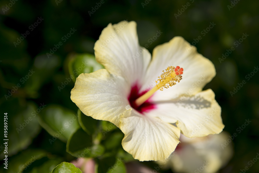 Fototapeta premium FLOWER