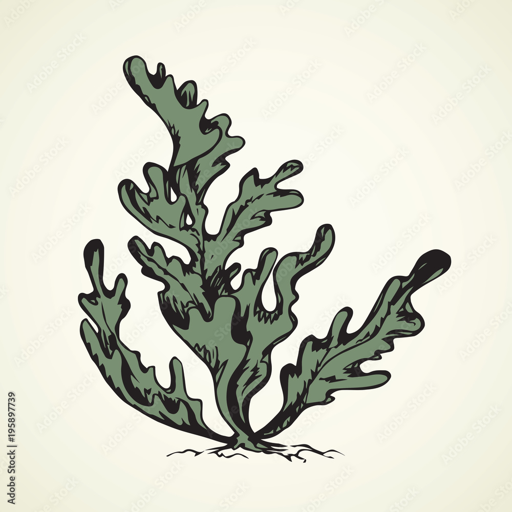 Seaweed. Vector drawing Seaweed. Vector drawing