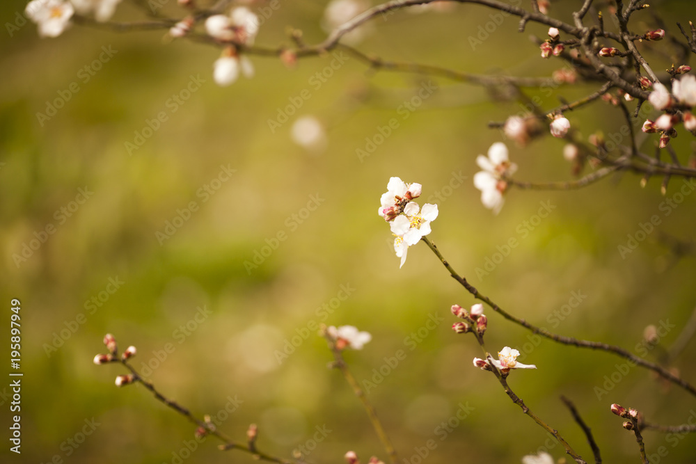 Spring Blossom background