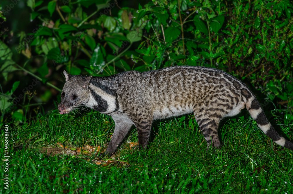 Large indian civet or Viverra zibetha, A nocturnal creature, patrol at night for food in Kaeng