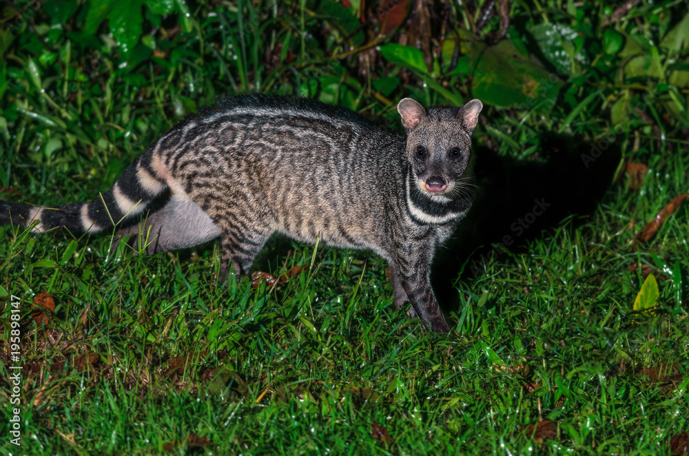 Large indian civet or Viverra zibetha, A nocturnal creature, patrol at night for food in Kaeng