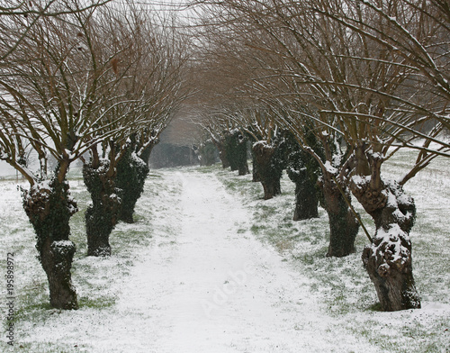 country road with mulberries and snow during the winter photo