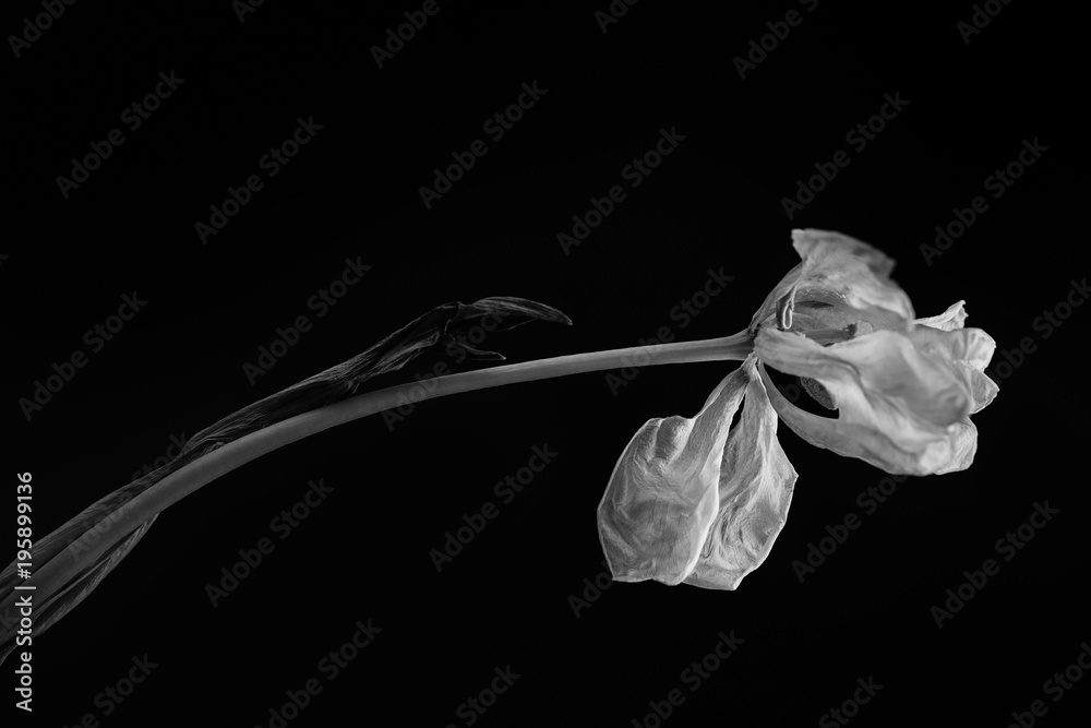 Naklejka premium Wilted flower on black background. Black and white
