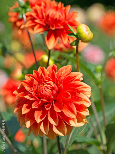 Fototapeta Naklejka Na Ścianę i Meble -  Dahlien, Dahlias