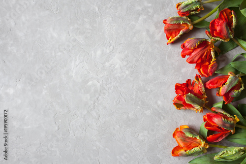 Red tulips on a gypsum plaster background