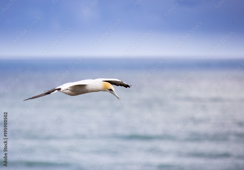 A Gannet flies high above its colony at Muriwai Beach near Auckland, New Zealand