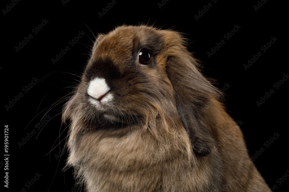 Close-up Brown Rabbit with white nose on Isolated Black Background Close-up Brown Rabbit with white nose on Isolated Black Background