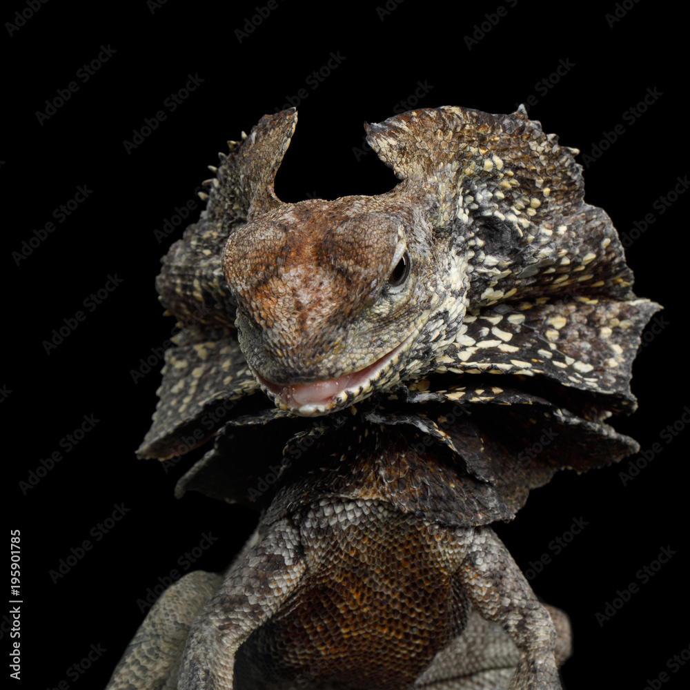 Fototapeta premium Close-up Frill-necked lizard attack, also known as the frilled lizard, Chlamydosaurus kingii, on isolated Black Background