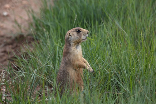 Utah Prairie Dog - Bryce Canyon National Park photo