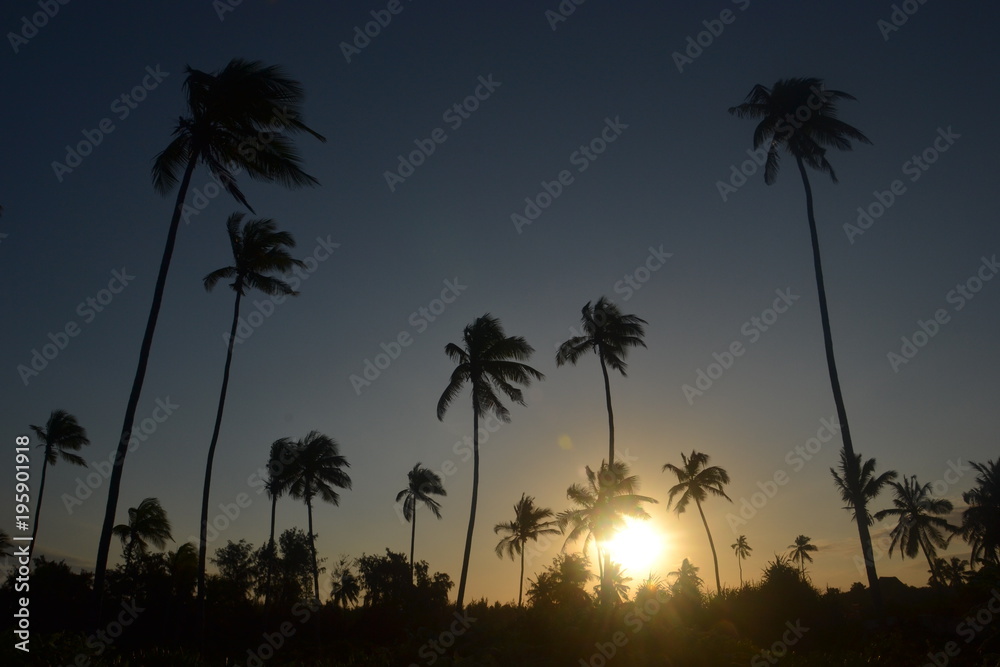 Coucher de Soleil sous les cocotiers