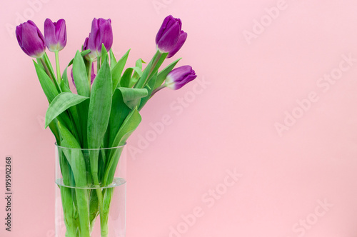 Lilac tulips in a vase on a pink background