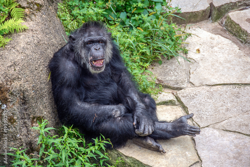 laughing chimpanzee with open mouth leaning on rock with plant vegetation laughing chimpanzee with open mouth leaning on rock with plant vegetation