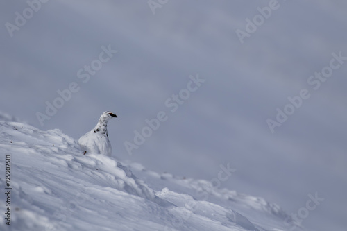 ptarmigan, rock, legopus muta, in snow during winter, march, sitting and standing cairngorm national park scotland.