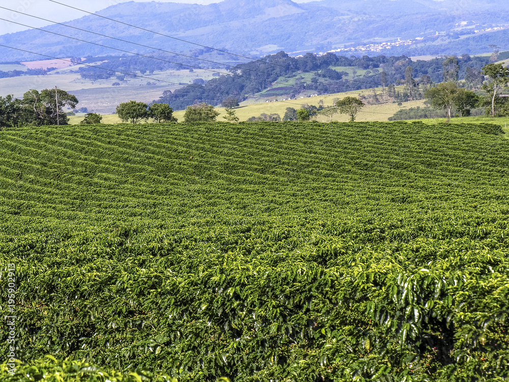Coffee plantation in Brazil