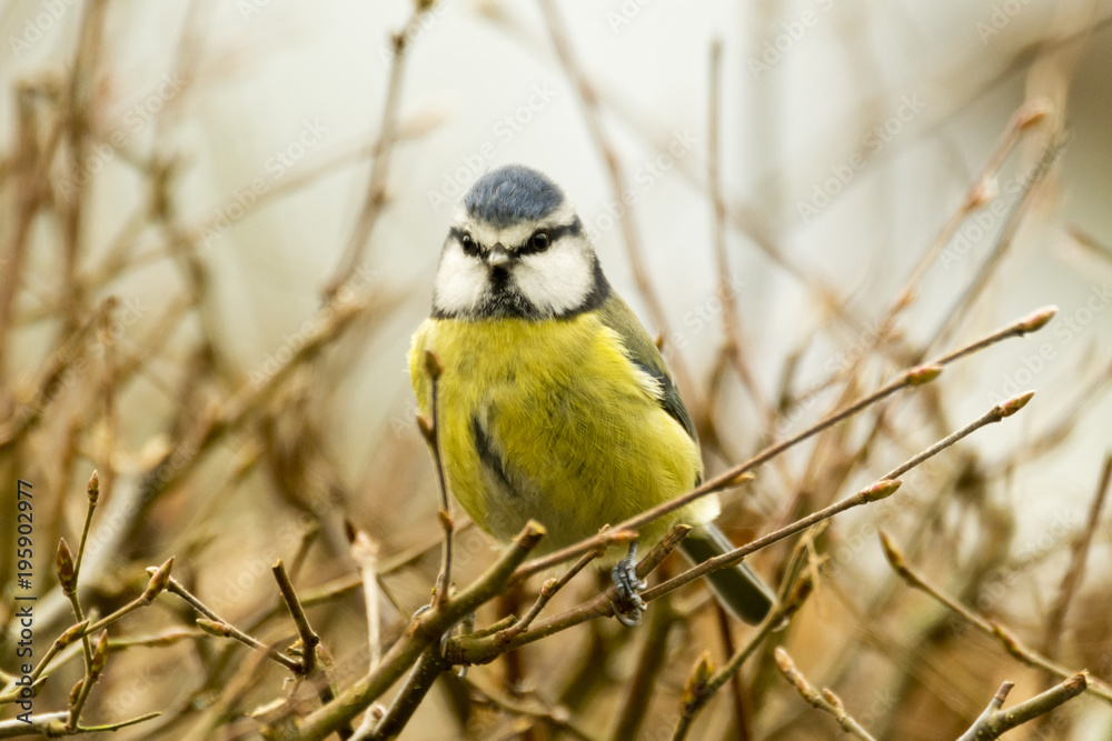 Fototapeta premium Blue Tit Perched in hedge looking straight on