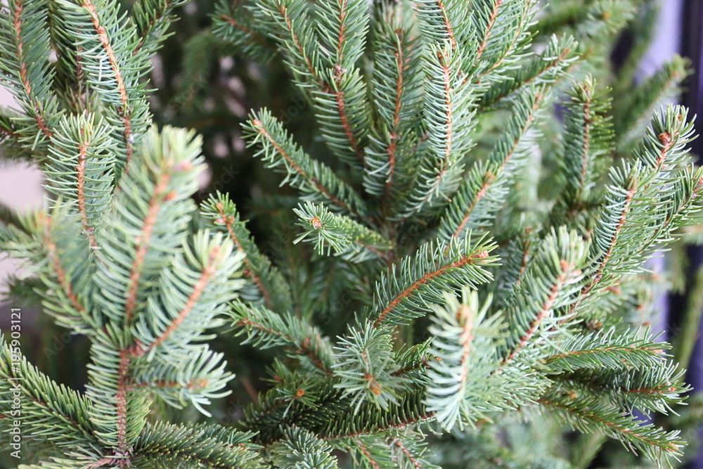 green pine in the forest