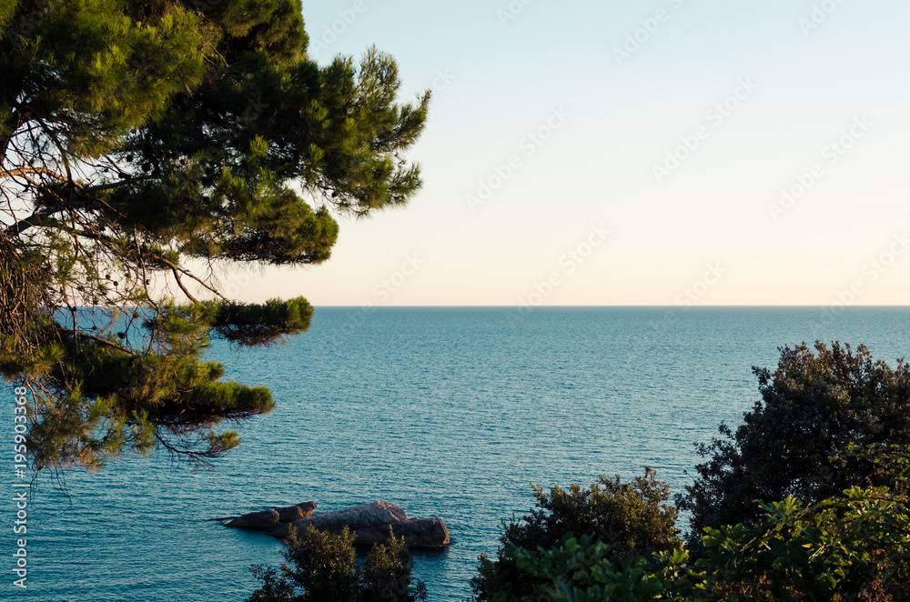 Adriatic sea coast with pine tree Adriatic sea coast with pine tree
