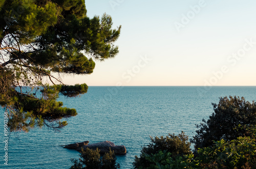 Adriatic sea coast with pine tree