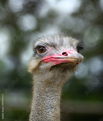 Close up portrait of Ostrich in Dalian forest zoo