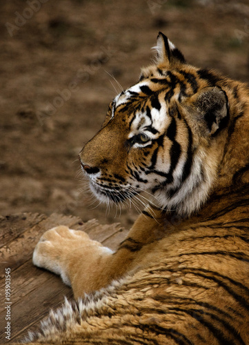 Tiger laying in Dalian Forest Zoo