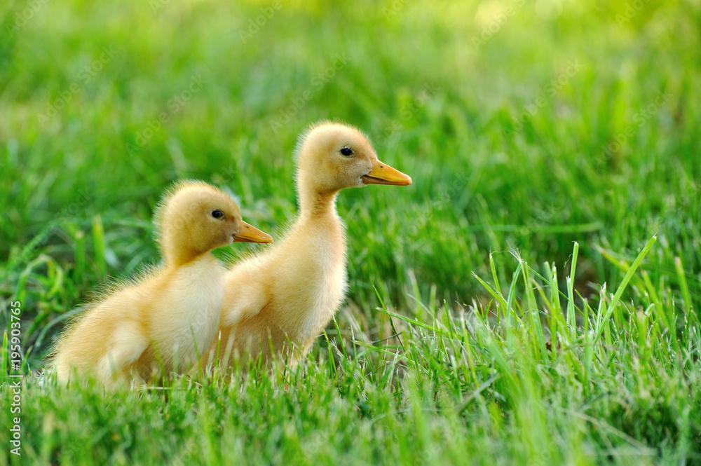Small duck  of green grass