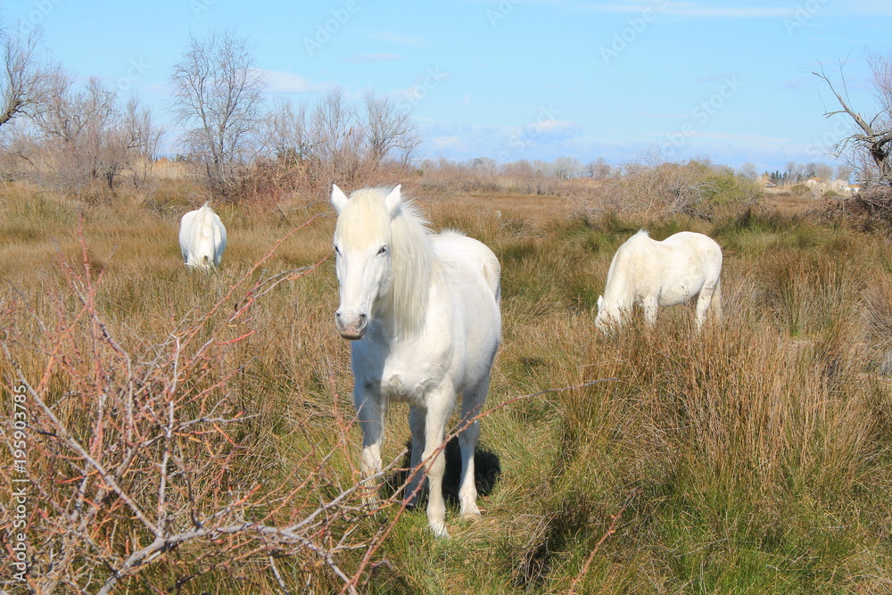 Obraz premium Magnéfiques chevaux blancs de Camargue, France