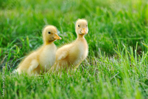 Small duck of green grass