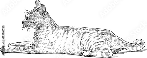 Sketch of a young cat