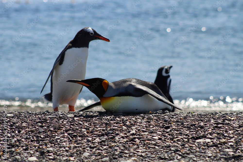 Fototapeta premium King Penguin with Gentoo and Magellanic Penguins