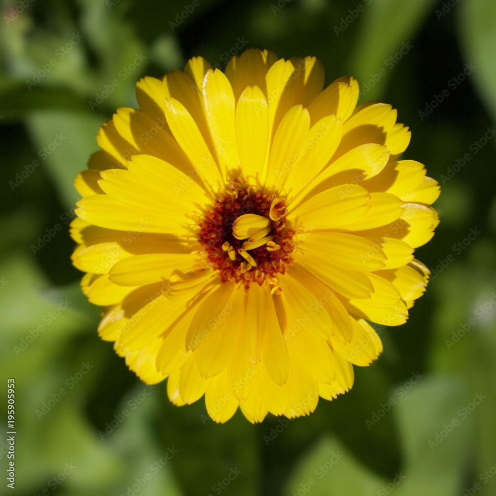 Bright beautiful yellow flower, the memory of summer Bright beautiful yellow flower, the memory of summer