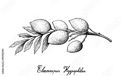 Hand Drawn of Elaeocarpus Hygrophilus on White Background photo