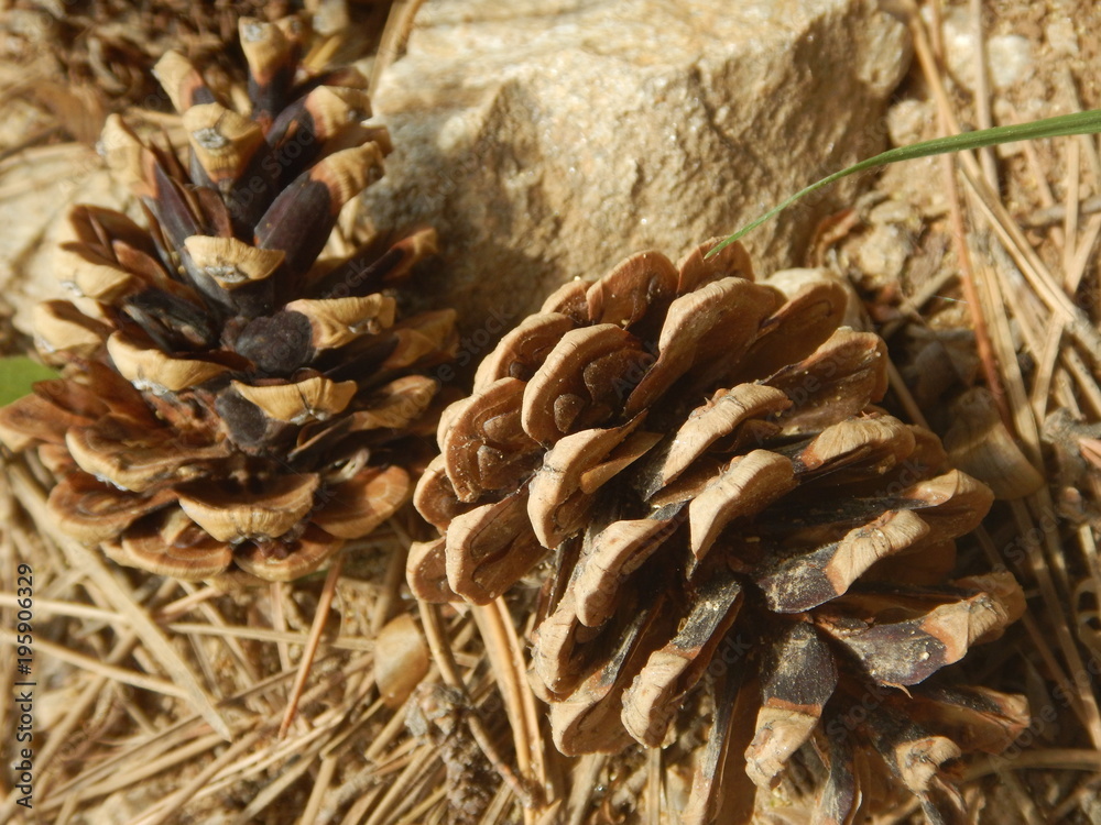Two cones on a dry grass