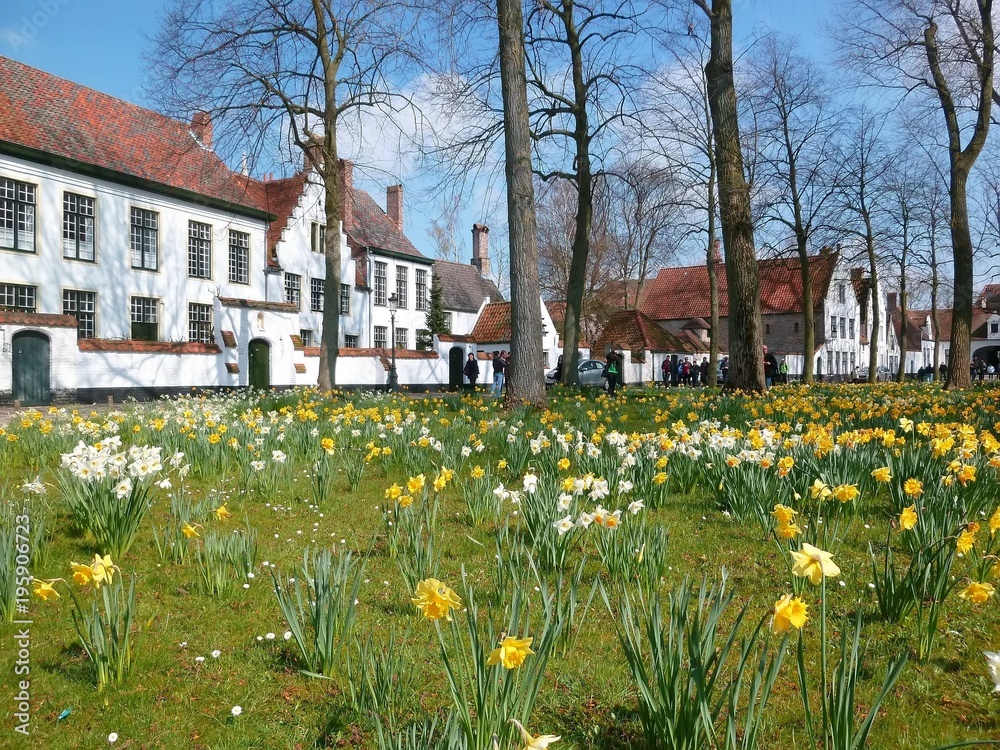 Enclos du béguinage de Bruges tapissé de jonquilles au printemps (Belgique)