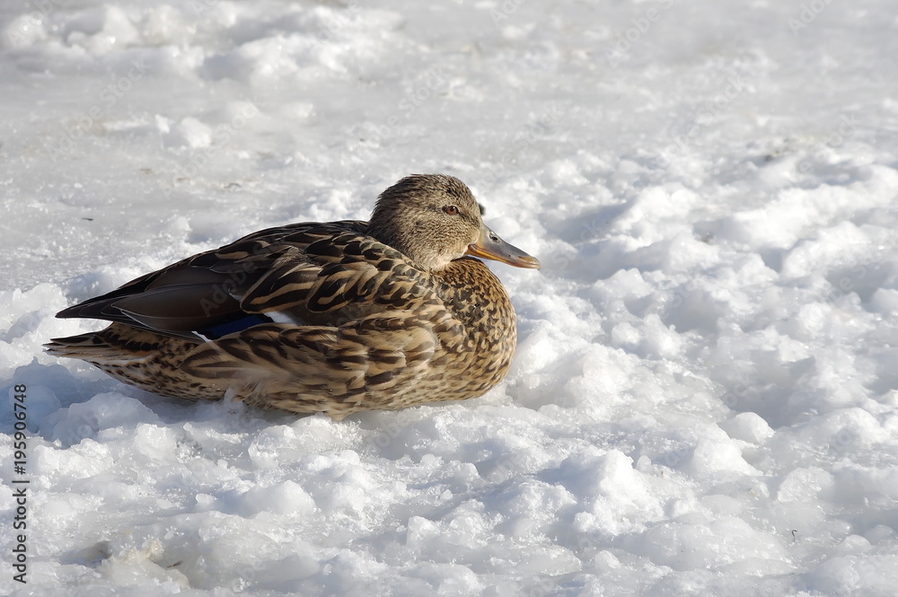 Duck mallard in winter on ice. Duck mallard in winter on ice.