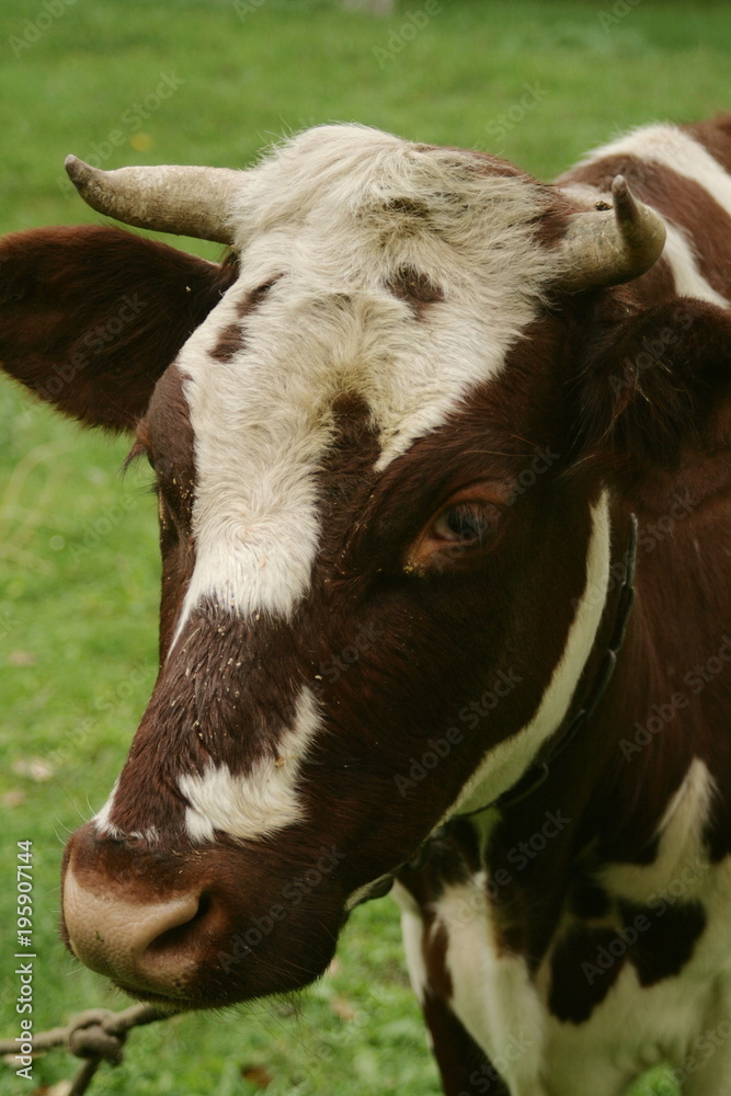head of brown and white cow