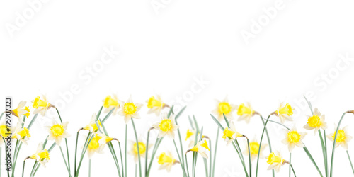 Fototapeta Naklejka Na Ścianę i Meble -  Poster, spring flowers, narcissus  in the grass on a white background