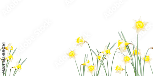 Poster, spring flowers, narcissus in the grass on a white background