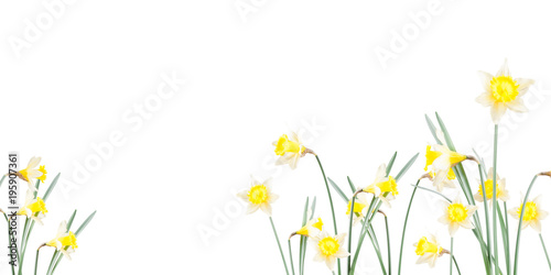 Fototapeta Naklejka Na Ścianę i Meble -  Poster, spring flowers, narcissus  in the grass on a white background