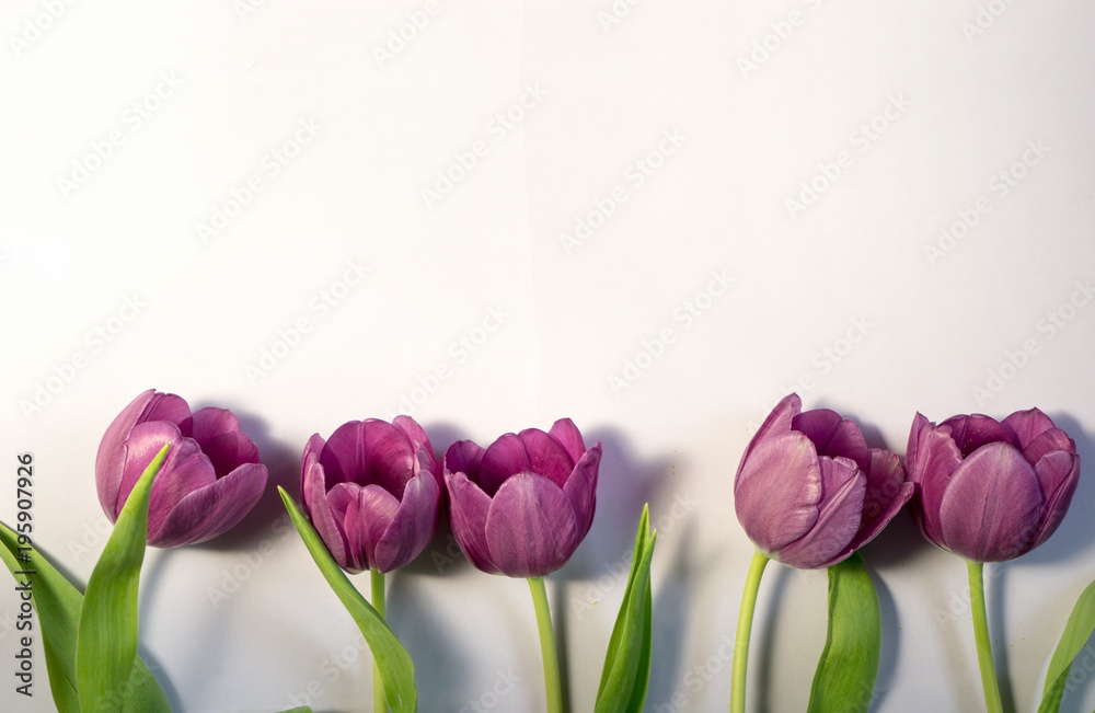 Fototapeta premium Spring background with border from purple tulips and copy space flat lay top view