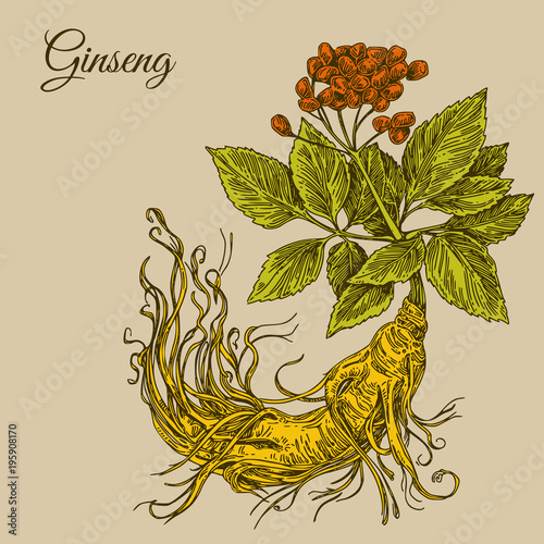 Ginseng  root. Color. Engraving style. Vector illustration.