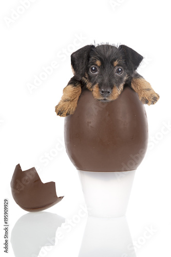 Valokuva Chocolate egg with a cute puppy inside on a white background